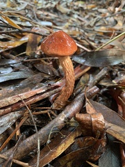 Austroboletus lacunosus