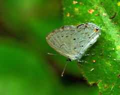 Eicochrysops hippocrates