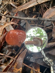 Austroboletus lacunosus