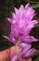 Dierama erectum