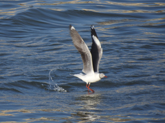 Chroicocephalus cirrocephalus