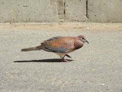 Streptopelia senegalensis