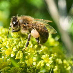Apis mellifera
