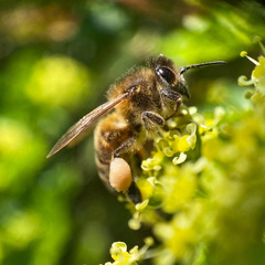 Apis mellifera