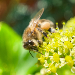 Apis mellifera