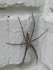 Euprosthenops