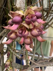 Mucuna macrocarpa