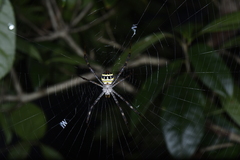 Argiope minuta