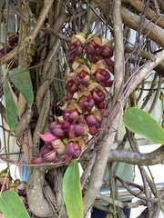Mucuna macrocarpa