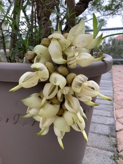 Mucuna macrocarpa
