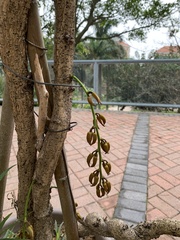 Mucuna macrocarpa