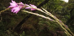 Dierama erectum