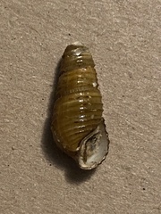 Elimia crenatella
