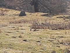 Marmota marmota
