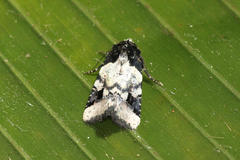 Bryolymnia bicon