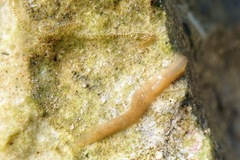 Leptoplanoidea