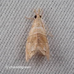 Glaucocharis subalbilinealis