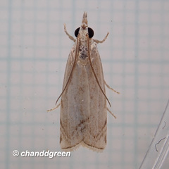 Pseudocatharylla duplicella