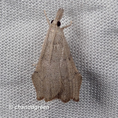 Ptychopseustis plumbeolinealis