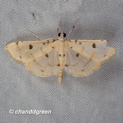 Pycnarmon aeriferalis