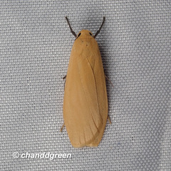 Manulea fuscodorsalis