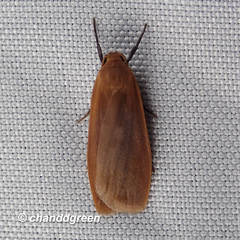 Paralithosia shaowuica