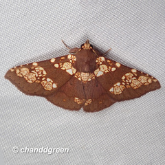 Saroba pustulifera