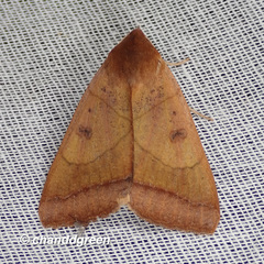 Ophiusa trapezium