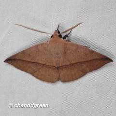 Ugia purpurea