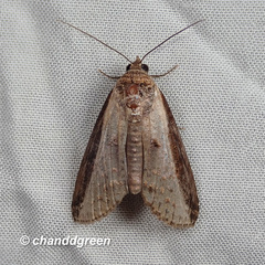 Lophoptera squammigera