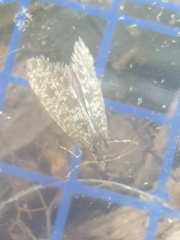 Dahlica inconspicuella