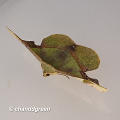 Fascellina plagiata