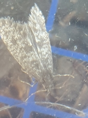 Dahlica inconspicuella