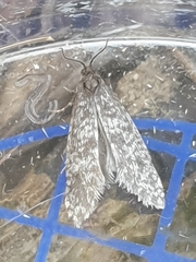 Dahlica inconspicuella