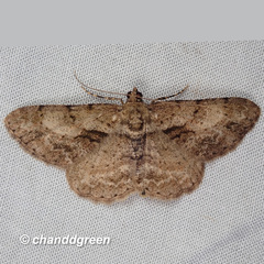 Psilalcis galsworthyi