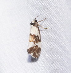 Philenora irregularis