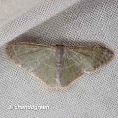 Lophophleps triangularis