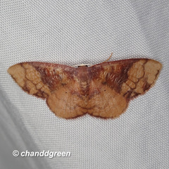 Metallaxis semipurpurascens