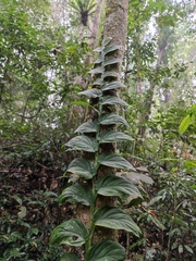 Rhaphidophora
