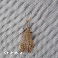 Lecithocera aulicousta