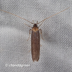 Tegenocharis tenebrans