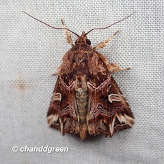 Callopistria exotica