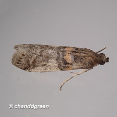Acrobasis encaustella