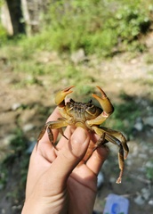 Indochinamon tannanti