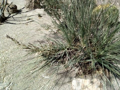 Beaucarnea glassiana