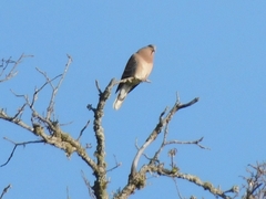 Streptopelia orientalis