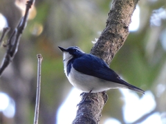 Ficedula superciliaris