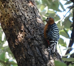 Dendrocopos hyperythrus