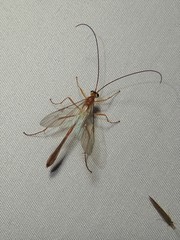 Dicamptus fuscicornis