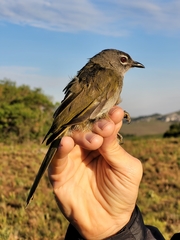 Arizelocichla fusciceps